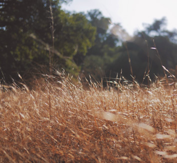 新西兰豪情满怀，铿锵有力向着前进的目标迈进